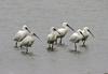 천수만 노랑부리 저어새 | 노랑부리저어새 Platalea leucorodia (Eurasian Spoonbill)