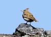 뿔종다리 / 천수만 | 뿔종다리 Galerida cristata (Crested Lark)