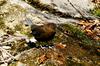 물까마귀 Cinclus pallasii (Brown Dipper)