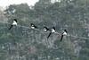 까치 Pica pica (Black-billed Magpie)