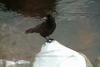 큰부리까마귀 Corvus macrorhynchos (Jungle Crow)