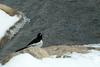 검은등할미새 Motacilla grandis (Japanese Wagtail)