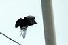 큰부리까마귀 Corvus macrorhynchos (Jungle Crow)