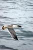 괭이갈매기 Larus crassirostris (Black-tailed Gull)