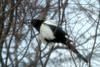 까치 Pica pica (Black-billed Magpie)