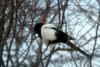 까치 Pica pica (Black-billed Magpie)