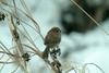 붉은머리오목눈이 Paradoxornis webbianus (Vinous-throated Parrotbill)