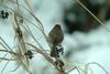 붉은머리오목눈이 Paradoxornis webbianus (Vinous-throated Parrotbill)