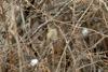 딱새 암컷 Phoenicurus auroreus (Daurian Redstart)