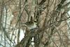 노랑턱멧새 Emberiza elegans (Yellow -throated Bunting)