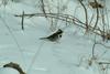 노랑턱멧새 Emberiza elegans (Yellow -throated Bunting)