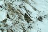 노랑턱멧새 Emberiza elegans (Yellow -throated Bunting)