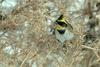 노랑턱멧새 Emberiza elegans (Yellow -throated Bunting)