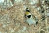 노랑턱멧새 Emberiza elegans (Yellow -throated Bunting)