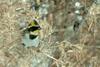 노랑턱멧새 Emberiza elegans (Yellow -throated Bunting)