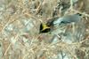 노랑턱멧새 Emberiza elegans (Yellow -throated Bunting)