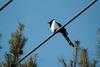 전선위의 까치 Pica pica (Black-billed Magpie)