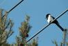 전선위의 까치 Pica pica (Black-billed Magpie)