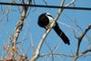 먹이를 먹는 까치 Pica pica (Black-billed Magpie)