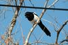 먹이를 먹는 까치 Pica pica (Black-billed Magpie)