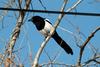 먹이를 먹는 까치 Pica pica (Black-billed Magpie)