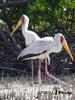 Yellow-billed Stork pair (Mycteria ibis)