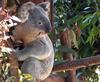 코알라 (Koala)
