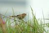 붉은머리오목눈이 Paradoxornis webbianus (Vinous-throated Parrotbill)