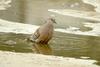 멧비둘기 Streptopelia orientalis (Oriental Turtle Dove)