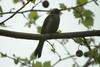 직박구리 Ixos amaurotis (Brown-eared Bulbul)