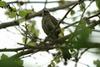 직박구리 Ixos amaurotis (Brown-eared Bulbul)