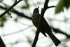 직박구리 Ixos amaurotis (Brown-eared Bulbul)