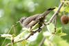 직박구리 Ixos amaurotis (Brown-eared Bulbul)