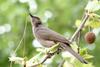 직박구리 Ixos amaurotis (Brown-eared Bulbul)