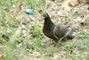 비둘기 Columba livia domestica (Feral Pigeon)