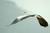 비행(?) 왜가리 Ardea cinerea (Gray Heron)