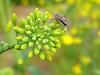 알락수염노린재 Dolycoris baccarum (Sloe Bug)