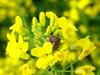 알락수염노린재 Dolycoris baccarum (Sloe Bug)