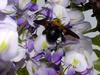 어리호박벌 Xylocopa appendiculata circumvolans (Black Xylocopid)