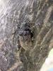 털두꺼비하늘소 Moechotypa diphysis (Hairy Long-horned Toad Beetle)