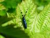 남색초원하늘소 Agapanthia pilicornis (Agapanthia Long-horned Beetle)