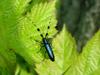 남색초원하늘소 Agapanthia pilicornis (Agapanthia Long-horned Beetle)