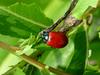 사시나무잎벌레 Chrysomela populi (Red Poplar Leaf Beetle)