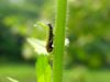 끝검은말매미충 Bothrogonia japonica (Black-tipped leafhopper)