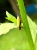 끝검은말매미충 Bothrogonia japonica (Black-tipped leafhopper)