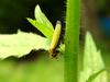 끝검은말매미충 Bothrogonia japonica (Black-tipped leafhopper)