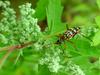 긴알락꽃하늘소 Leptura arcuata (Yellow-banded Longicorn Beetle)