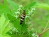 긴알락꽃하늘소 Leptura arcuata (Yellow-banded Longicorn Beetle)