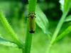 끝검은말매미충 Bothrogonia japonica (Black-tipped leafhopper)