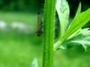 끝검은말매미충 Bothrogonia japonica (Black-tipped leafhopper)